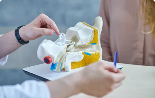 Doctor pointing to anatomical ear model while patient takes notes